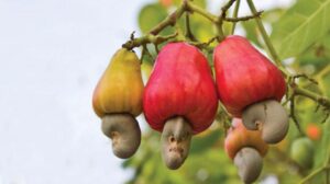 hat dieu voi che do an vegan nong san navinuts la lua chon hoan hao 6977100d53eb9